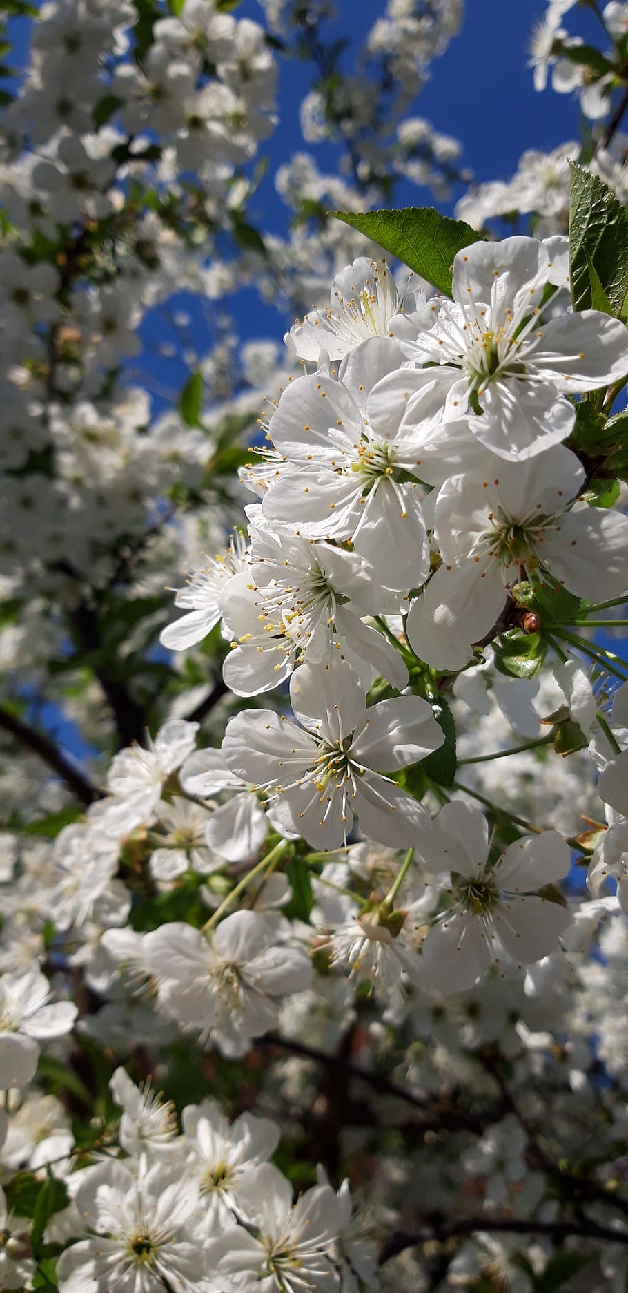 spring, cherry, tree, flower, white, flowering plant, fragility HD wallpaper