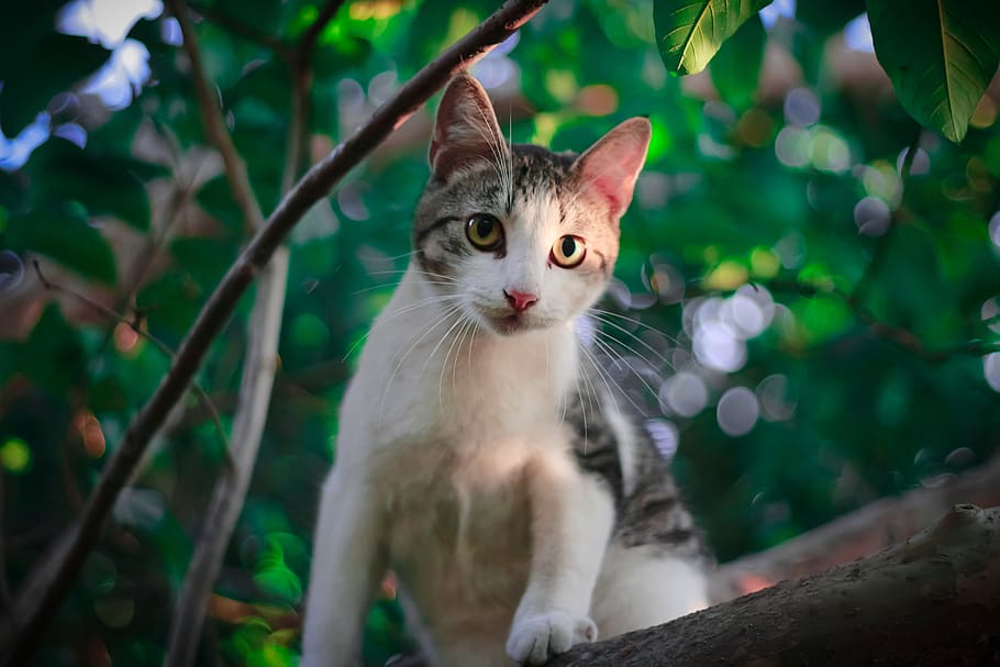 cat, animals, pets, kitten, domestic cat, feline, animal themes HD wallpaper