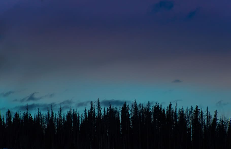 pine, tree, forest, plants, nature, dark, cloud, sky, tranquil scene HD wallpaper