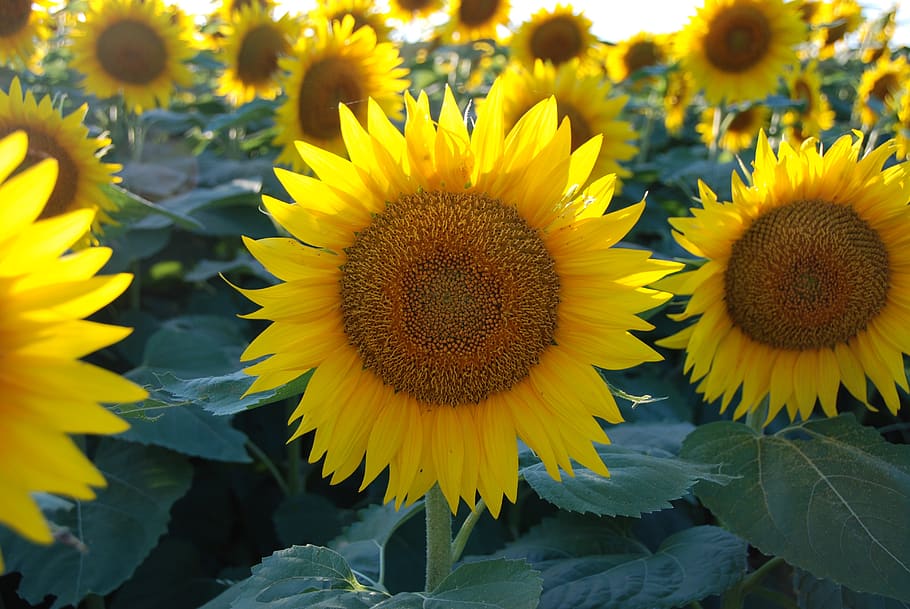 sunflower, sunflower patch, yellow, flowering plant, vulnerability HD wallpaper