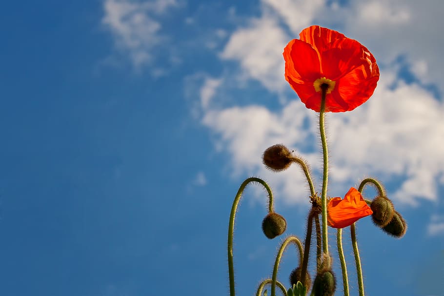 Red Flower during Daytime, bloom, blossom, buds, clouds, flora HD wallpaper