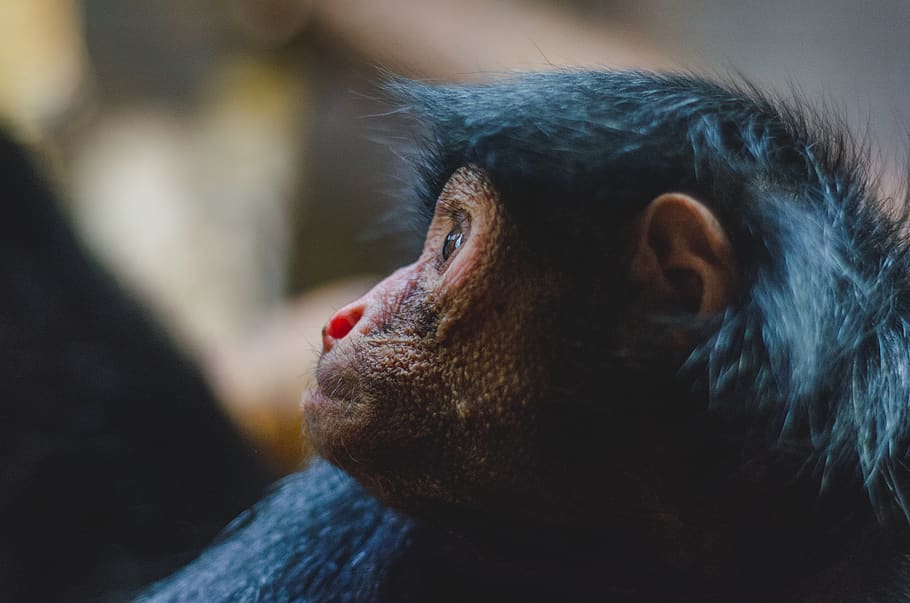 animal, chimp, monkey, one animal, close-up, animal body part HD wallpaper
