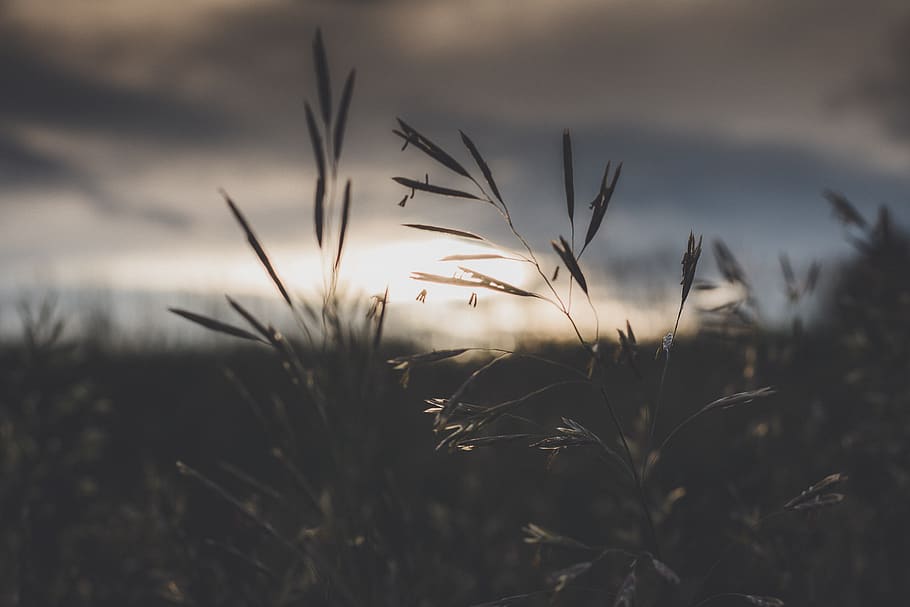 growth, plant, sky, beauty in nature, close-up, tranquility HD wallpaper