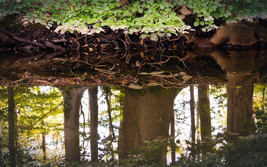 mirroring, forest, water, river, trees, mood, reflection, atmosphere HD wallpaper