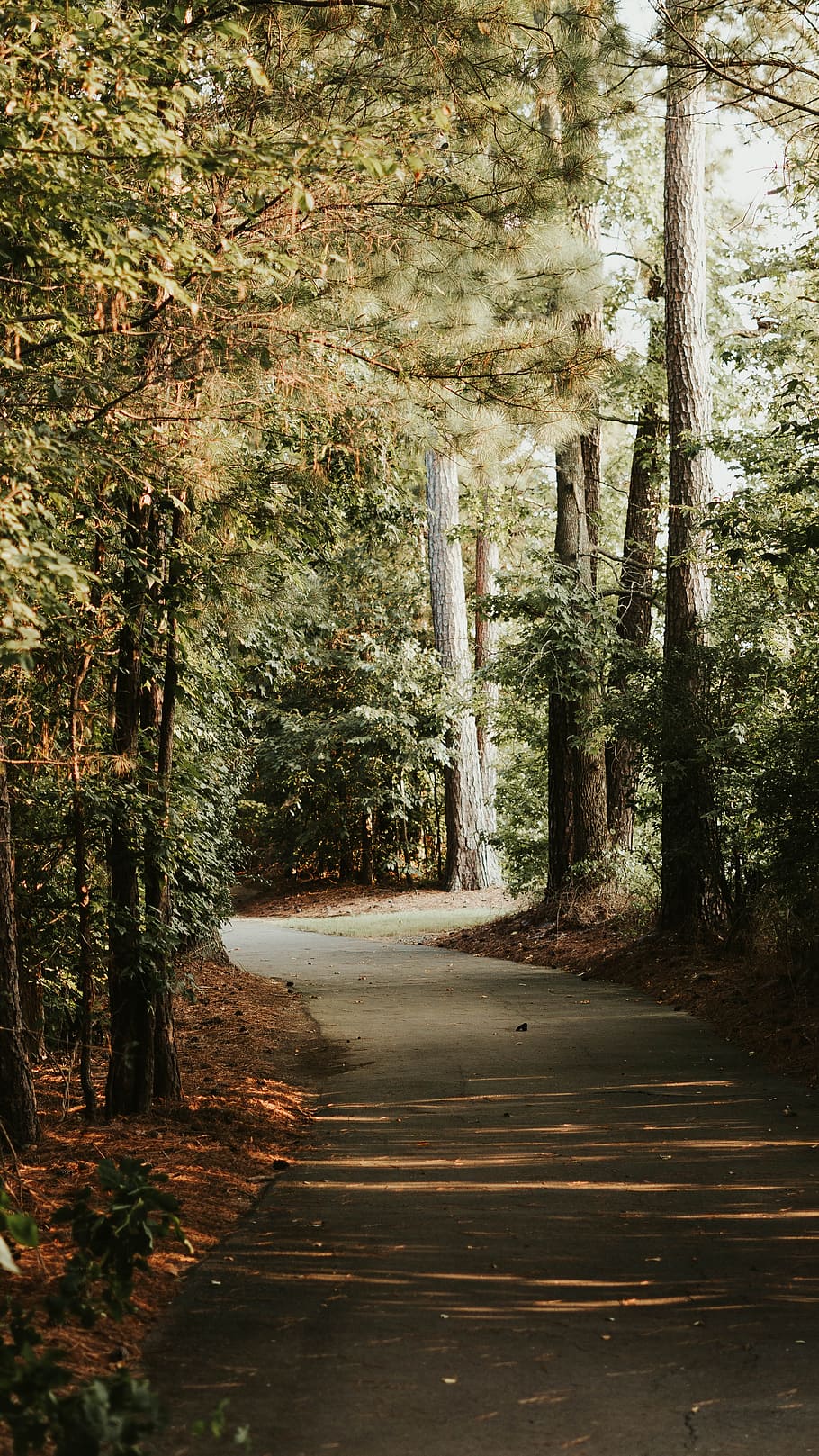 green trees during daytime, pathway, forest, summer, beauty, explore HD wallpaper