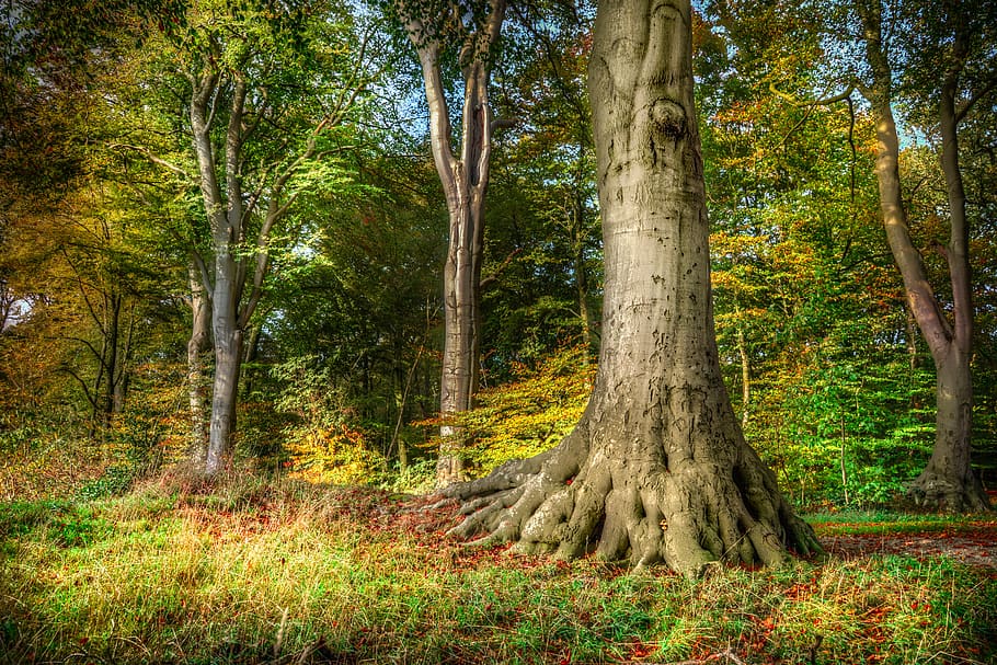 tree, root, beech, hdr, nature, forest, wood, tall, trunk, autumn HD wallpaper