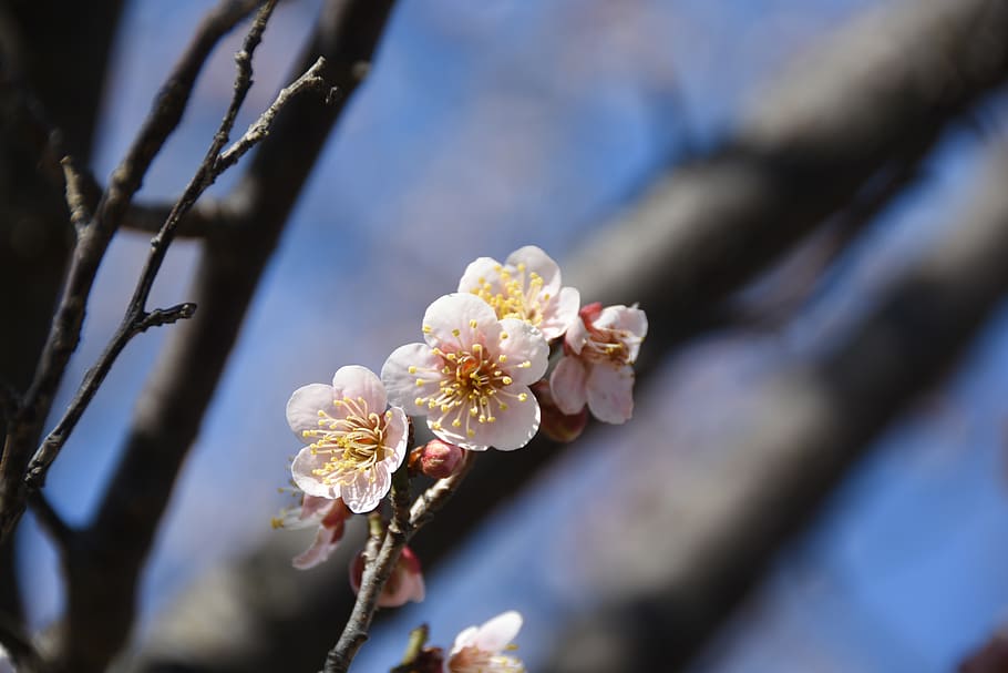 spring, flowers, pink, plum, nature, affix, flowering plant HD wallpaper