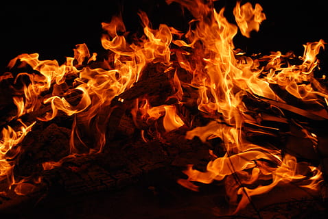Burning Tree, bonfire, flame, flames, heat, hot, fire - natural phenomenon HD wallpaper