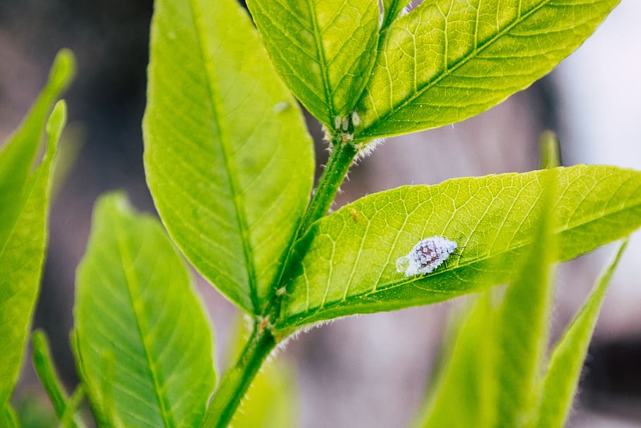 Close-up Photography of Insect on Leaf, blur, bright, ecology HD wallpaper