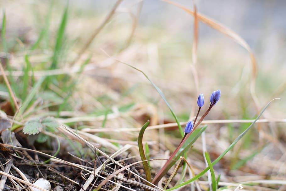austria, spring, flower, gras, green, nature, plant, growth HD wallpaper