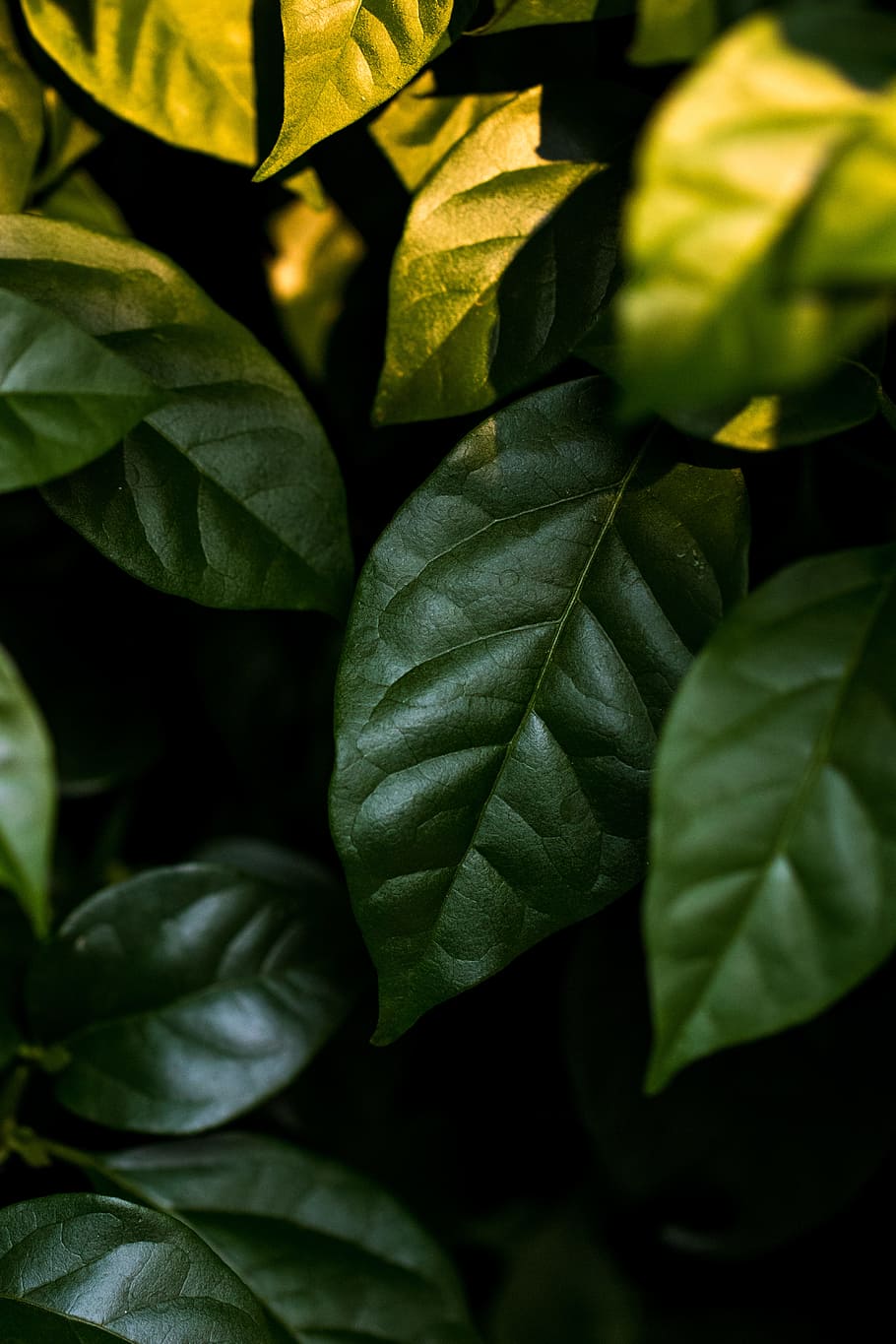 closeup photo of ovate leafed plant, foliage, greenery, nature
