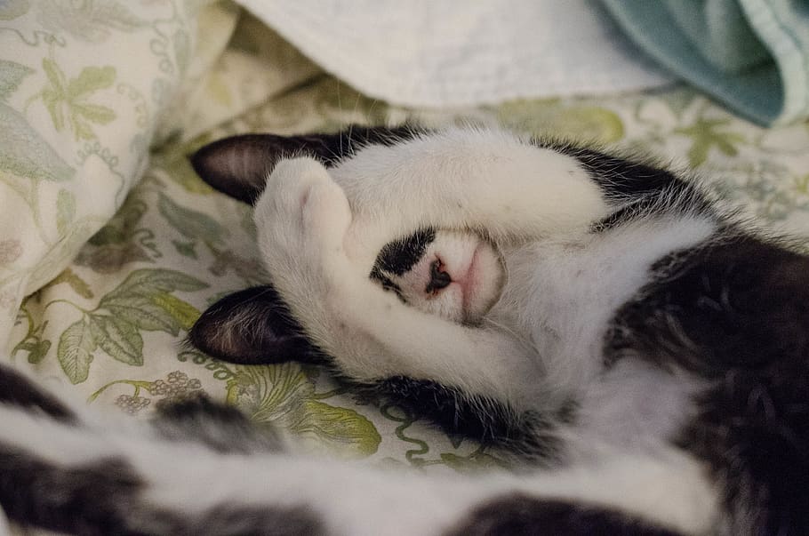 cat, domestic, pets, mammal, animal, animal themes, domestic animals HD wallpaper