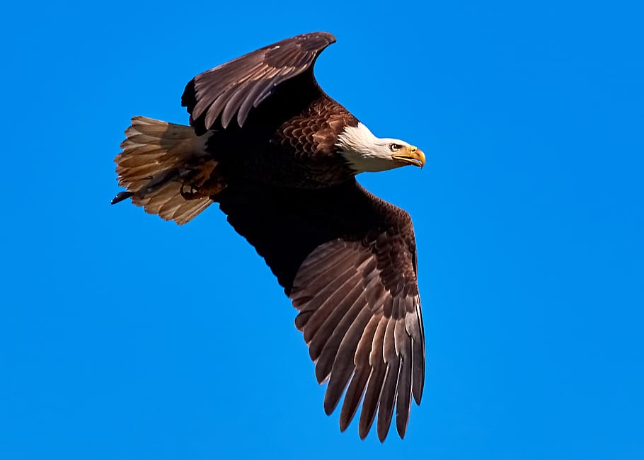 bald eagle in the air during daytime, bird, animal, united states