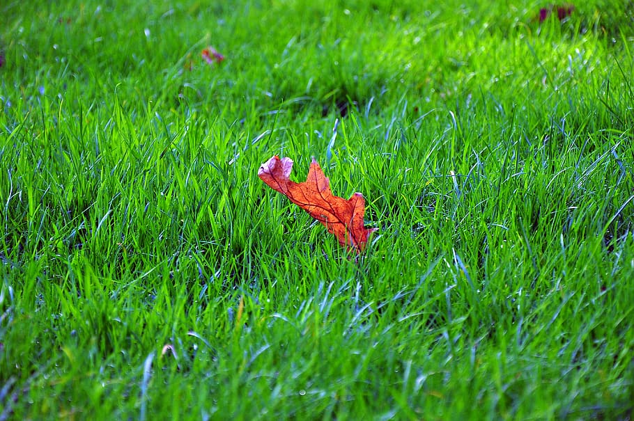 fall, park, nature, grass, brown, green, autumn, dried, leaf HD wallpaper