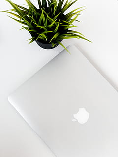 silver MacBook Air, plant, flower, blossom, setup, desk, design HD wallpaper