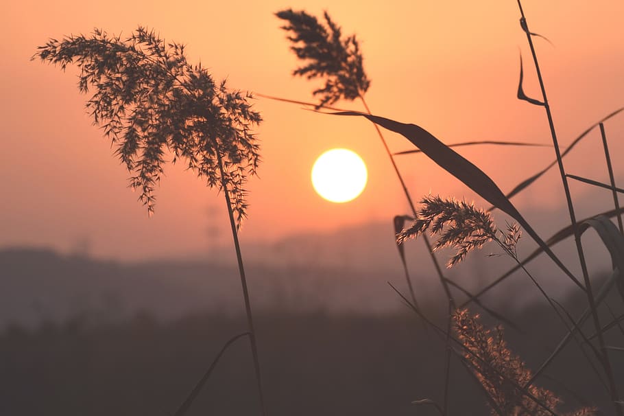sunset, reed, water, sunshine, plant, beauty in nature, tree HD wallpaper