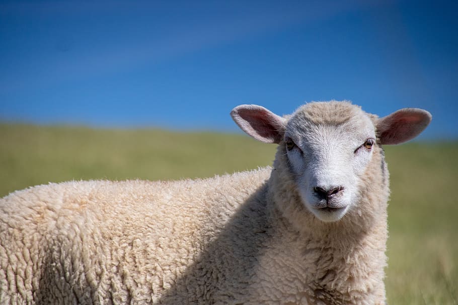 sheep, animal, summer, lamb, nature, wool, cattle, agriculture HD wallpaper