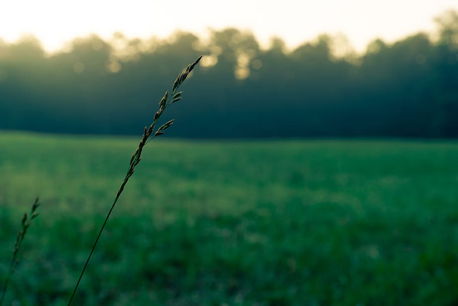 grass, field, nature, green, summer, spring, sunrise, soft HD wallpaper