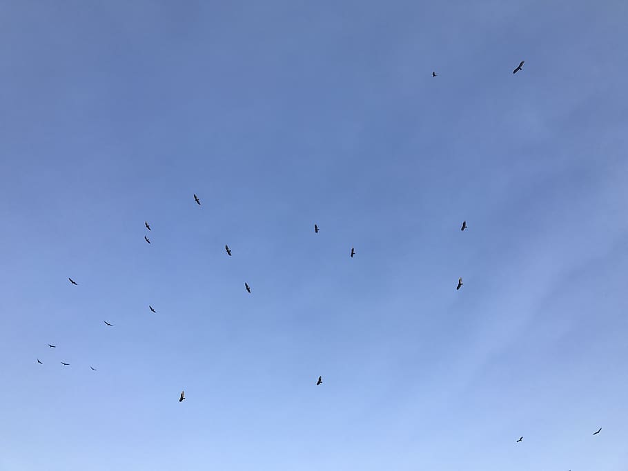 flock, animal, bird, flying, united states, pampa, 512 n red deer st HD wallpaper