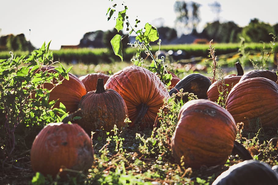 orange pumpkin lot, fall, orchard, patch, vegetable, halloween, HD wallpaper