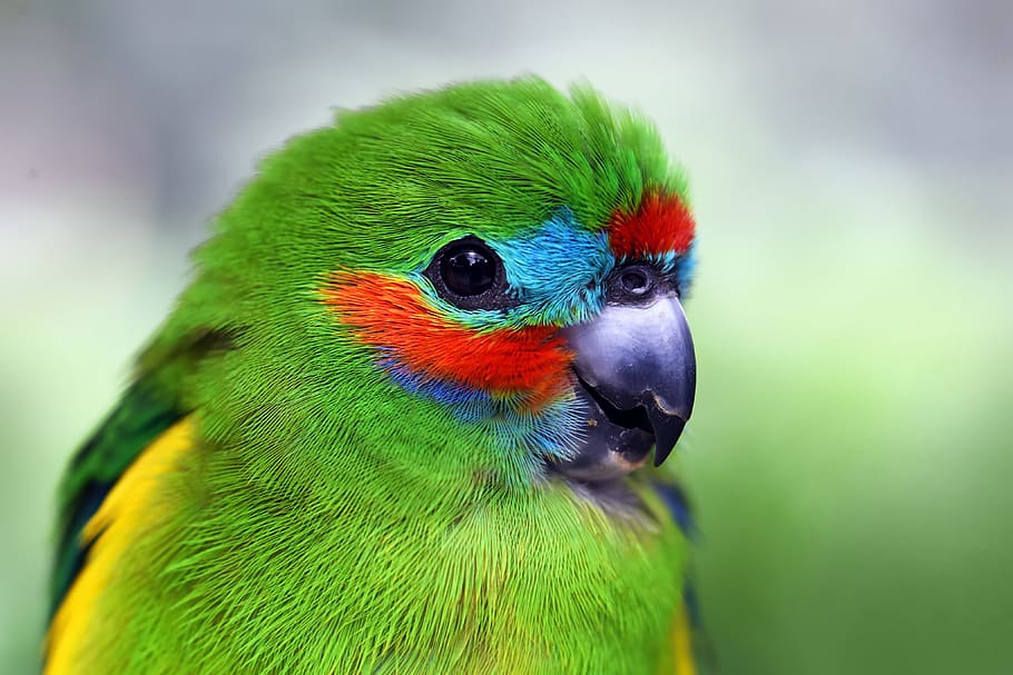 Parrot, animalsNature, bird, birds, animal themes, one animal HD wallpaper