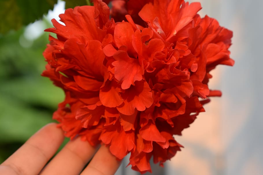 plant, blossom, flower, geranium, carnation, mexico, tabasco HD wallpaper