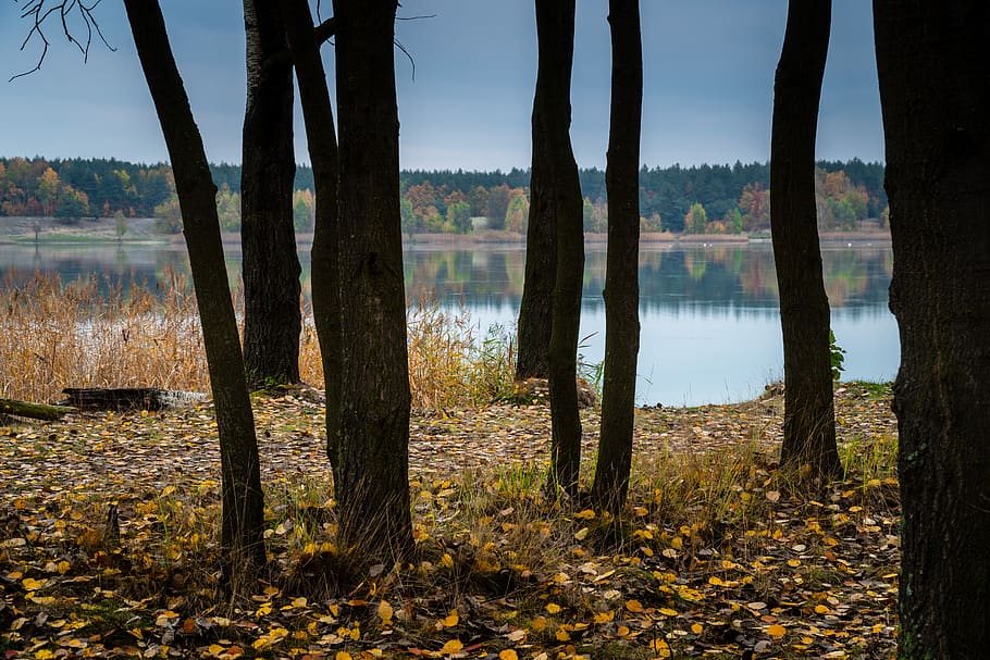 autumn, tree, lake, foliage, landscape, peace of mind, plant HD wallpaper
