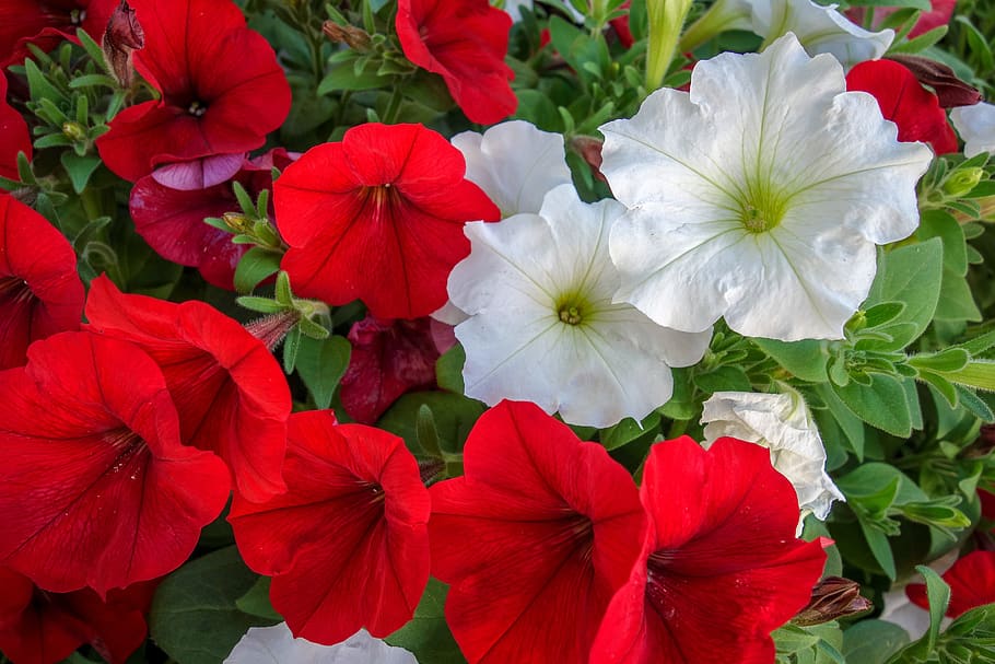 flowers, red, white, nature, garden, green, petals, flora, spring HD wallpaper