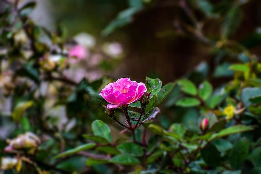 flower, nature, plant, spring, flowering plant, beauty in nature HD wallpaper
