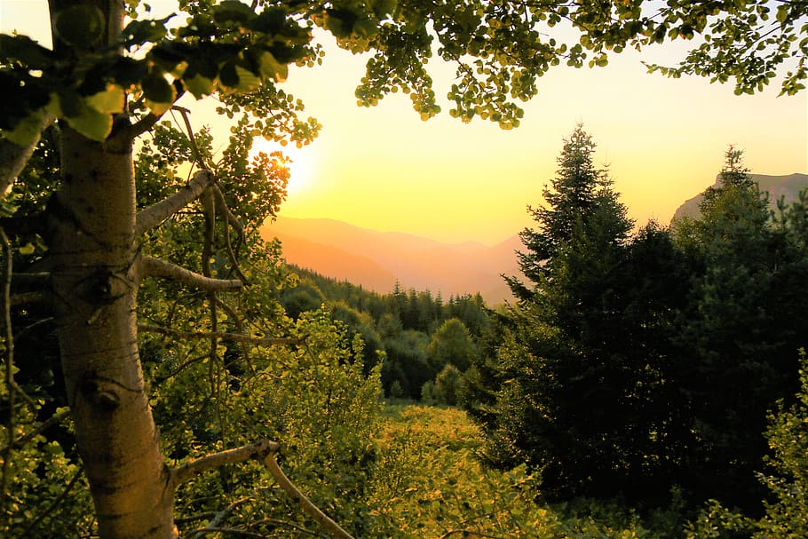 forest, sunset, nature, trees, in the evening, landscape, romantic HD wallpaper