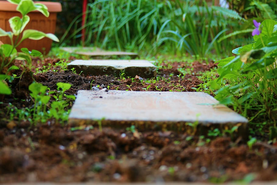 passage, garden, path, plant, growth, selective focus, nature HD wallpaper
