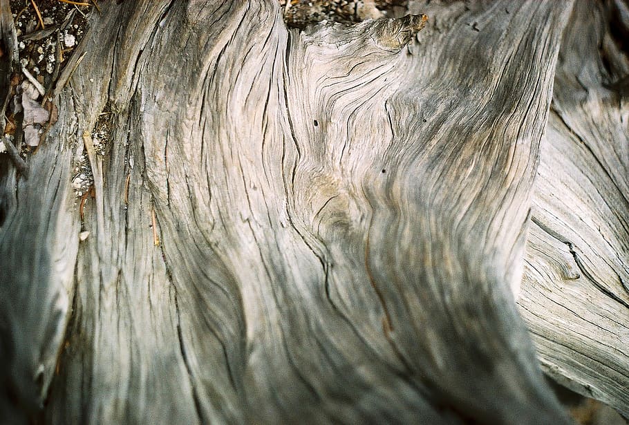 tree trunk, textured, wood - material, pattern, close-up, full frame HD wallpaper