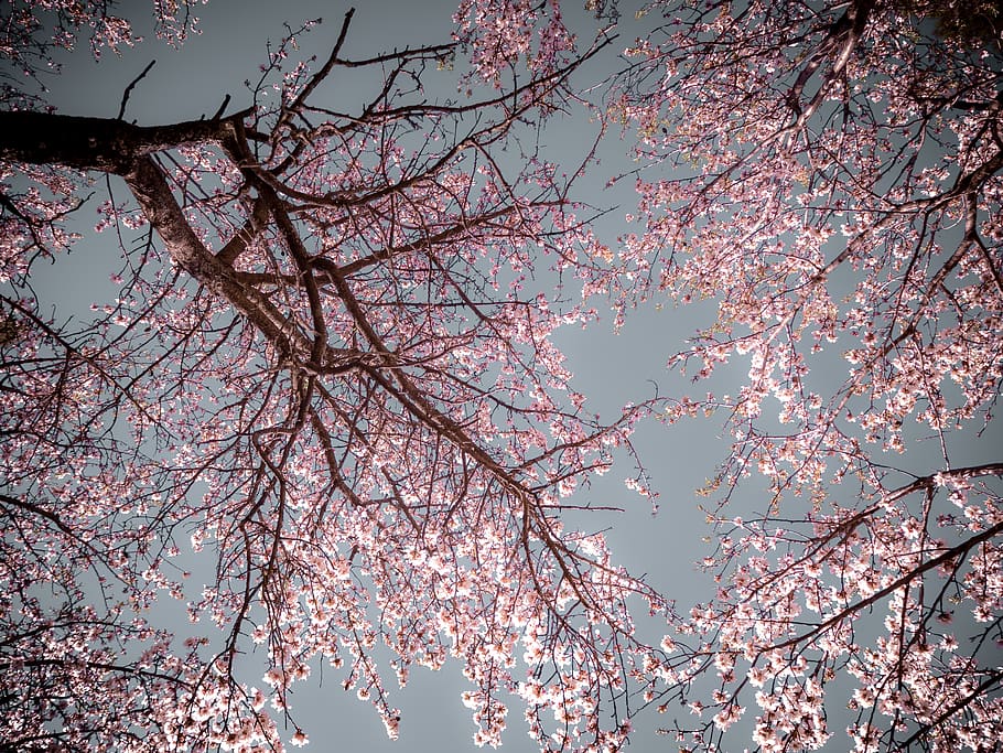 Sakura tree, branch, plant, flower, flowering plant, low angle view HD wallpaper