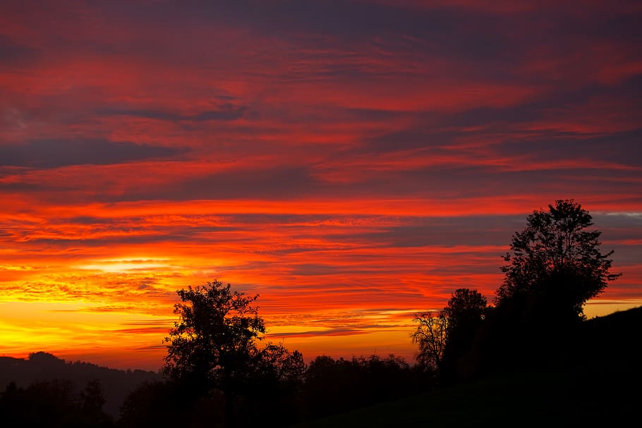 forest during sunset, dawn, sunrise, sky, red sky, outdoors, nature HD wallpaper