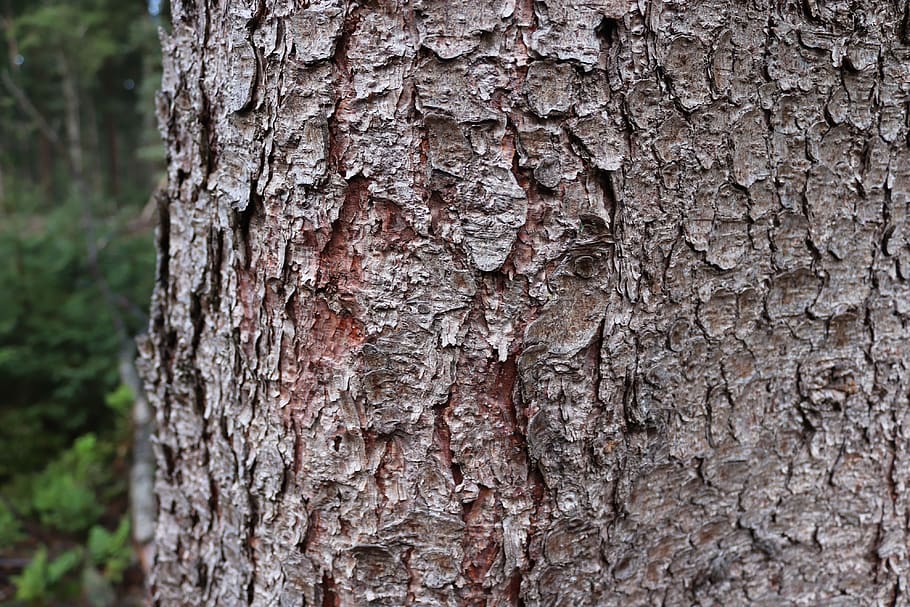 tree, bark, texture, forest, log, softwood, trunk, tree trunk HD wallpaper