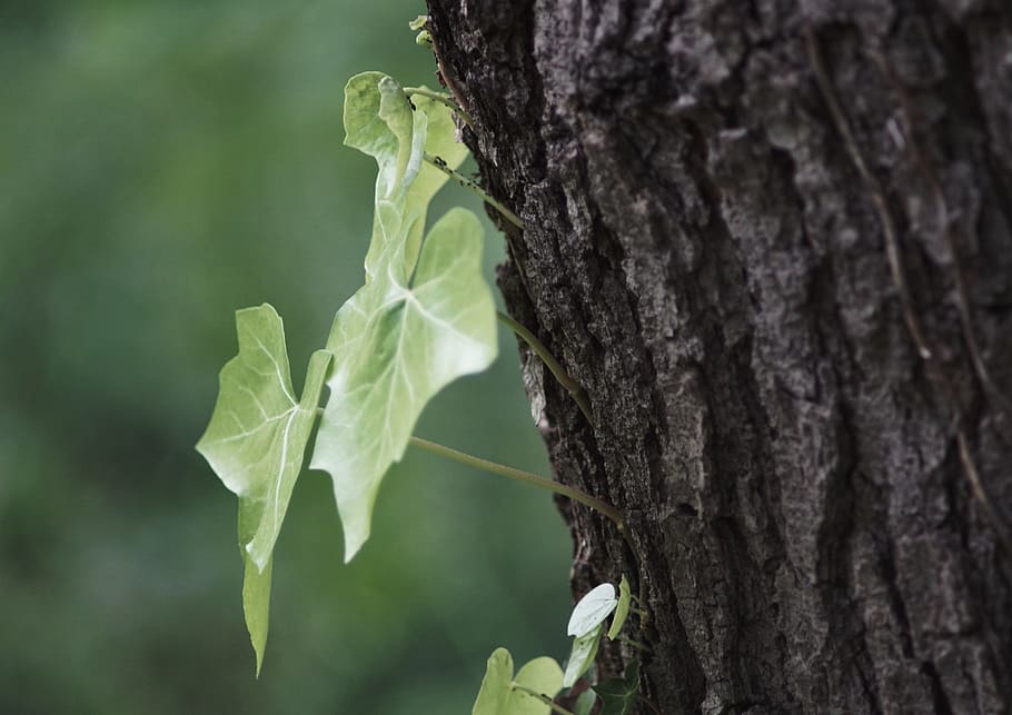 tree, plant, tree trunk, montpellier, france, nature, wood HD wallpaper