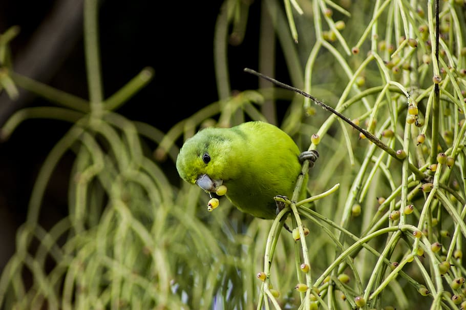 brazil, peruibe, tree, feeding, green, bird, tuim, birdwatching HD wallpaper