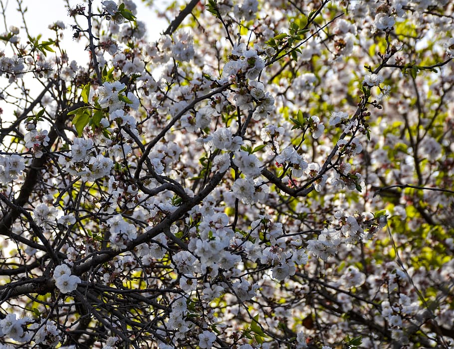spring, orchard, nature, tree, bloom, branch, garden, blossom HD wallpaper