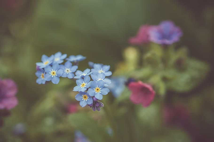 Blue Flowers, beautiful, blooming, blossom, bright, close-up HD wallpaper