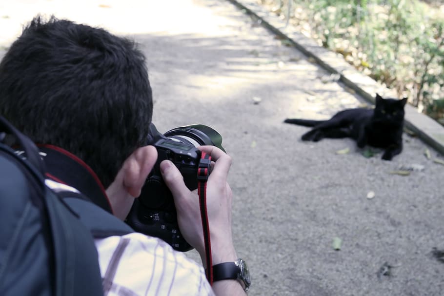 black, cat, professional, camera, caption, photo, photograph HD wallpaper