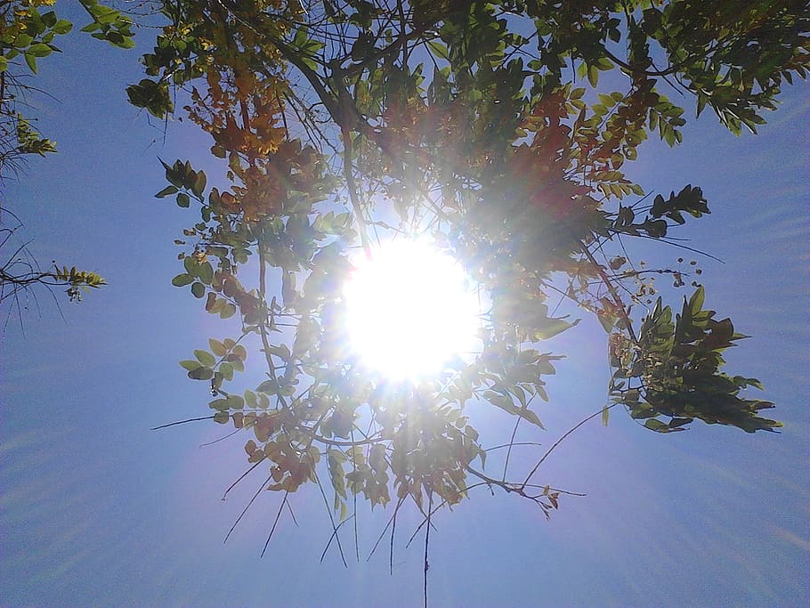 branches, flowers, leaves, light, nature, sun, tree, sky, sunlight HD wallpaper