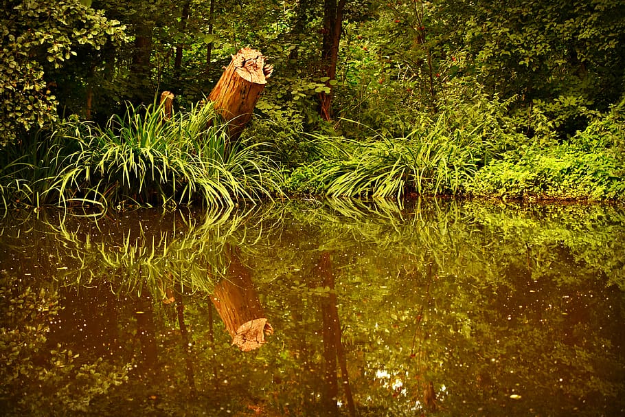 pond, water, stump, reflection, banks, vegetation, swampy, landscape HD wallpaper