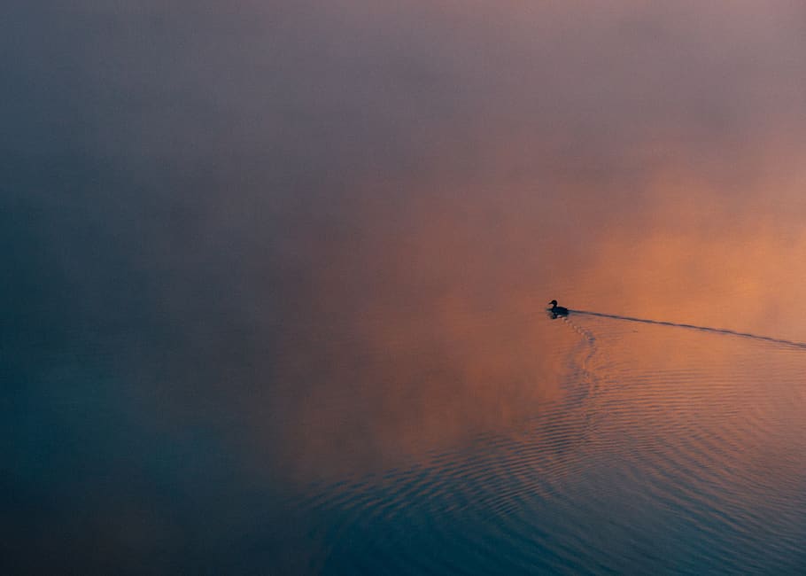 duck, animals, ocean, sea, lake, water, sunset, dusk, reflection HD wallpaper