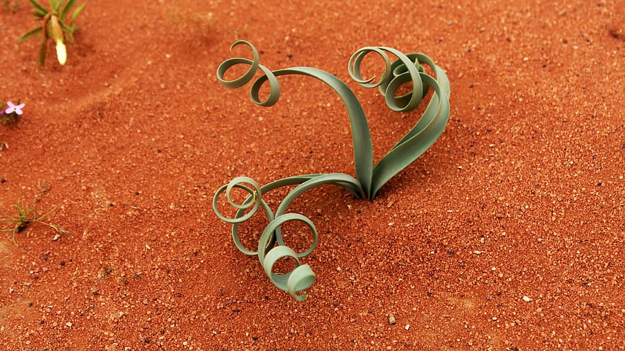 vegetation, desert, plants, sand, wild, no people, close-up HD wallpaper