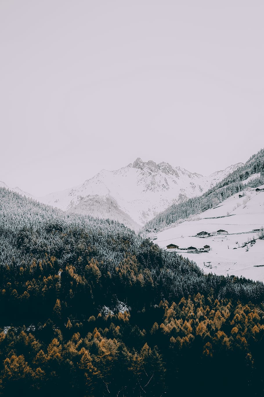 person taking photo of gray mountain, snow, winter, forest, woodland HD wallpaper