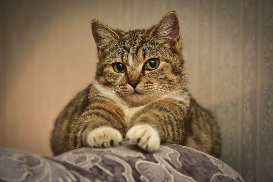 cat, sofa, eyes, animal, predator, paws, evening, clutches HD wallpaper