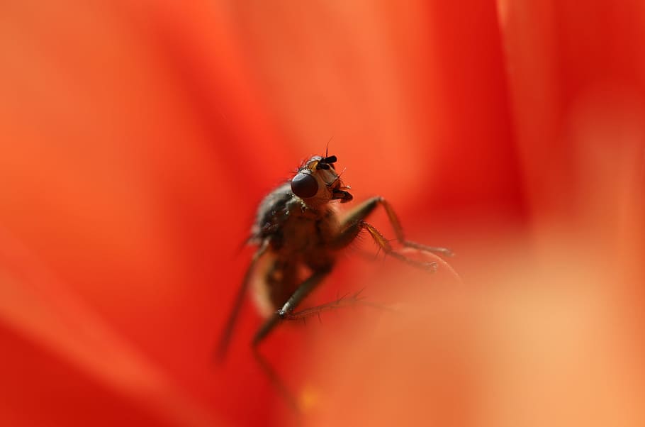 closeup photo of brown bee sipping the nectar of flower, red HD wallpaper