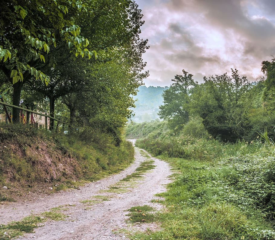 path, nature, forest, trees, landscape, hiking, green, natural HD wallpaper
