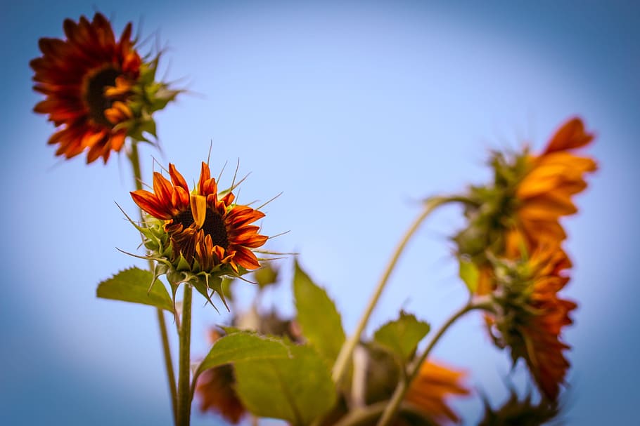 field, sun, sunflower, fresh, nature, fragrance, garden, blooming HD wallpaper