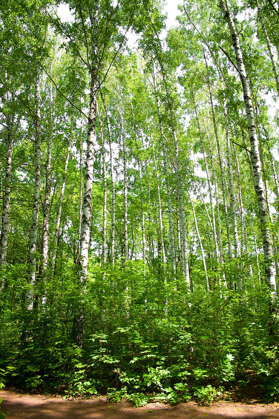 con2011, environment, environmental, green, image, nature, peace HD wallpaper